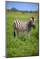 Zebra in Etosha-watchtheworld-Mounted Photographic Print