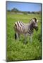 Zebra in Etosha-watchtheworld-Mounted Photographic Print