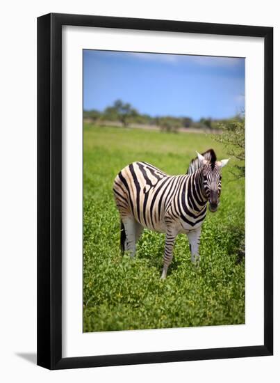 Zebra in Etosha-watchtheworld-Framed Photographic Print