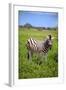 Zebra in Etosha-watchtheworld-Framed Photographic Print