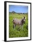 Zebra in Etosha-watchtheworld-Framed Photographic Print