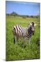 Zebra in Etosha-watchtheworld-Mounted Photographic Print