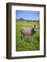 Zebra in Etosha-watchtheworld-Framed Photographic Print