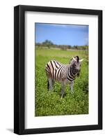 Zebra in Etosha-watchtheworld-Framed Photographic Print