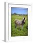 Zebra in Etosha-watchtheworld-Framed Photographic Print