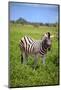 Zebra in Etosha-watchtheworld-Mounted Photographic Print