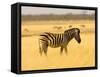 Zebra in Golden Grass at Namutoni Resort, Namibia-Joe Restuccia III-Framed Stretched Canvas