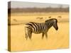 Zebra in Golden Grass at Namutoni Resort, Namibia-Joe Restuccia III-Stretched Canvas