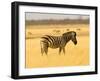 Zebra in Golden Grass at Namutoni Resort, Namibia-Joe Restuccia III-Framed Premium Photographic Print