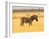 Zebra in Golden Grass at Namutoni Resort, Namibia-Joe Restuccia III-Framed Premium Photographic Print