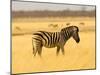 Zebra in Golden Grass at Namutoni Resort, Namibia-Joe Restuccia III-Mounted Premium Photographic Print