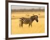 Zebra in Golden Grass at Namutoni Resort, Namibia-Joe Restuccia III-Framed Photographic Print