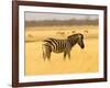 Zebra in Golden Grass at Namutoni Resort, Namibia-Joe Restuccia III-Framed Photographic Print