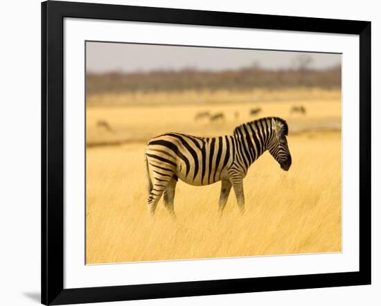 Zebra in Golden Grass at Namutoni Resort, Namibia-Joe Restuccia III-Framed Photographic Print