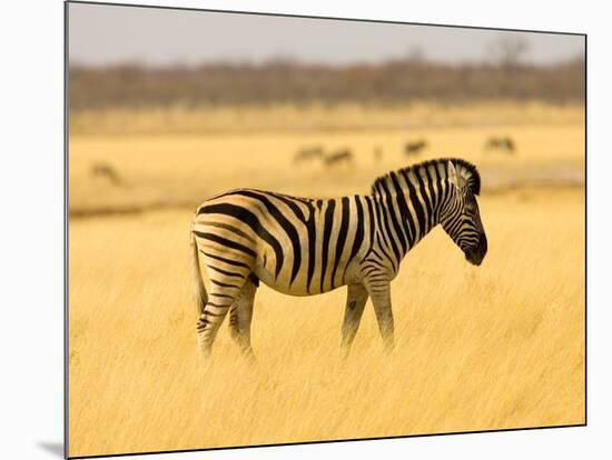 Zebra in Golden Grass at Namutoni Resort, Namibia-Joe Restuccia III-Mounted Photographic Print