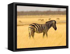 Zebra in Golden Grass at Namutoni Resort, Namibia-Joe Restuccia III-Framed Stretched Canvas