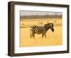 Zebra in Golden Grass at Namutoni Resort, Namibia-Joe Restuccia III-Framed Photographic Print