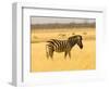 Zebra in Golden Grass at Namutoni Resort, Namibia-Joe Restuccia III-Framed Photographic Print