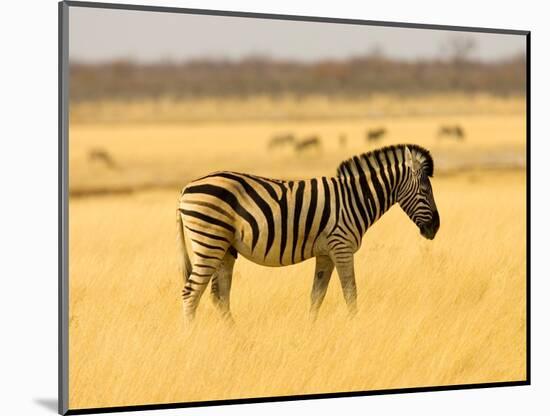 Zebra in Golden Grass at Namutoni Resort, Namibia-Joe Restuccia III-Mounted Photographic Print