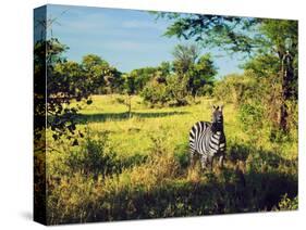 Zebra in Grass on Savanna, Africa. Safari in Serengeti, Tanzania-Michal Bednarek-Stretched Canvas