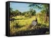 Zebra in Grass on Savanna, Africa. Safari in Serengeti, Tanzania-Michal Bednarek-Framed Stretched Canvas