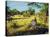 Zebra in Grass on Savanna, Africa. Safari in Serengeti, Tanzania-Michal Bednarek-Stretched Canvas