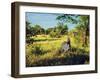 Zebra in Grass on Savanna, Africa. Safari in Serengeti, Tanzania-Michal Bednarek-Framed Photographic Print
