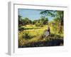 Zebra in Grass on Savanna, Africa. Safari in Serengeti, Tanzania-Michal Bednarek-Framed Photographic Print