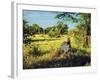 Zebra in Grass on Savanna, Africa. Safari in Serengeti, Tanzania-Michal Bednarek-Framed Photographic Print