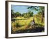 Zebra in Grass on Savanna, Africa. Safari in Serengeti, Tanzania-Michal Bednarek-Framed Photographic Print