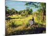 Zebra in Grass on Savanna, Africa. Safari in Serengeti, Tanzania-Michal Bednarek-Mounted Photographic Print