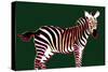 Zebra in Green Horizontal-Ikuko Kowada-Stretched Canvas