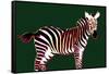 Zebra in Green Horizontal-Ikuko Kowada-Framed Stretched Canvas