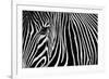 Zebra in Lisbon Zoo-Andy Mumford-Framed Photographic Print