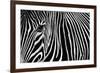 Zebra in Lisbon Zoo-Andy Mumford-Framed Photographic Print