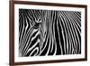 Zebra in Lisbon Zoo-Andy Mumford-Framed Photographic Print