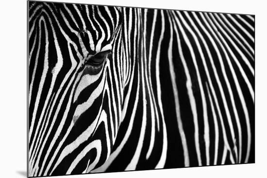 Zebra in Lisbon Zoo-Andy Mumford-Mounted Photographic Print