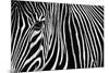 Zebra in Lisbon Zoo-Andy Mumford-Mounted Photographic Print