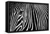 Zebra in Lisbon Zoo-Andy Mumford-Framed Stretched Canvas