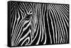 Zebra in Lisbon Zoo-Andy Mumford-Framed Stretched Canvas