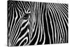 Zebra in Lisbon Zoo-Andy Mumford-Stretched Canvas