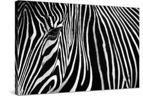 Zebra in Lisbon Zoo-Andy Mumford-Stretched Canvas