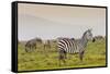 Zebra in National Park. Africa, Kenya-Curioso Travel Photography-Framed Stretched Canvas