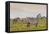 Zebra in National Park. Africa, Kenya-Curioso Travel Photography-Framed Stretched Canvas