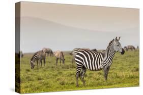 Zebra in National Park. Africa, Kenya-Curioso Travel Photography-Stretched Canvas