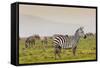 Zebra in National Park. Africa, Kenya-Curioso Travel Photography-Framed Stretched Canvas