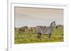 Zebra in National Park. Africa, Kenya-Curioso Travel Photography-Framed Photographic Print