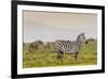 Zebra in National Park. Africa, Kenya-Curioso Travel Photography-Framed Photographic Print