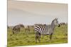 Zebra in National Park. Africa, Kenya-Curioso Travel Photography-Mounted Photographic Print