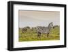 Zebra in National Park. Africa, Kenya-Curioso Travel Photography-Framed Photographic Print